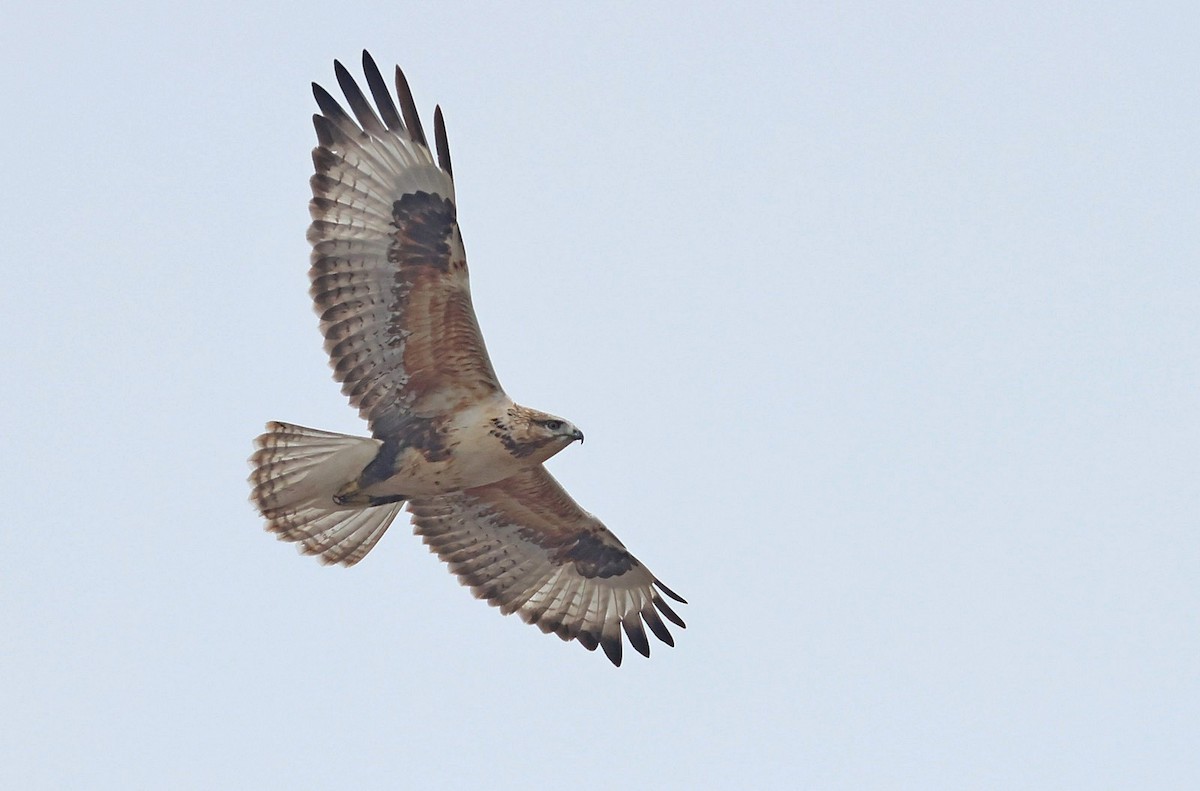 Mongolenbussard - ML611970165