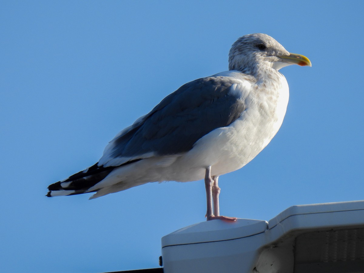 Vega/Mongolian Gull - ML611970282
