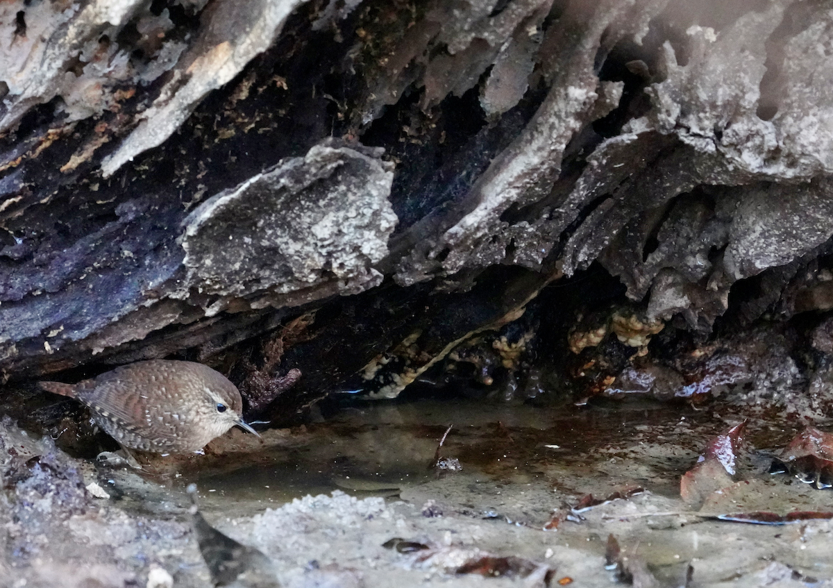 Winter Wren - ML611970329