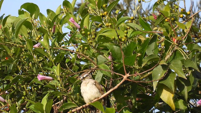 Bulbul à sourcils blancs - ML611970347