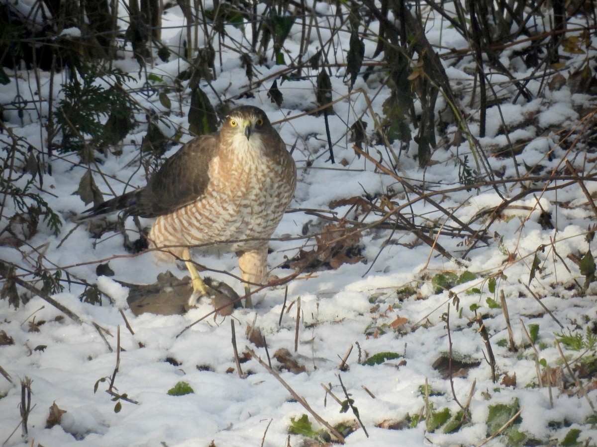 Cooper's Hawk - ML611970371