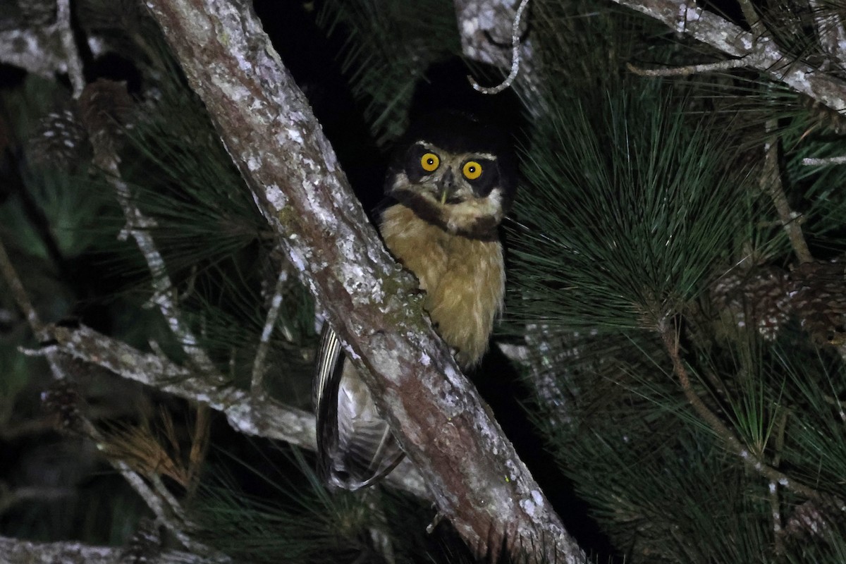 Spectacled Owl - ML611970406