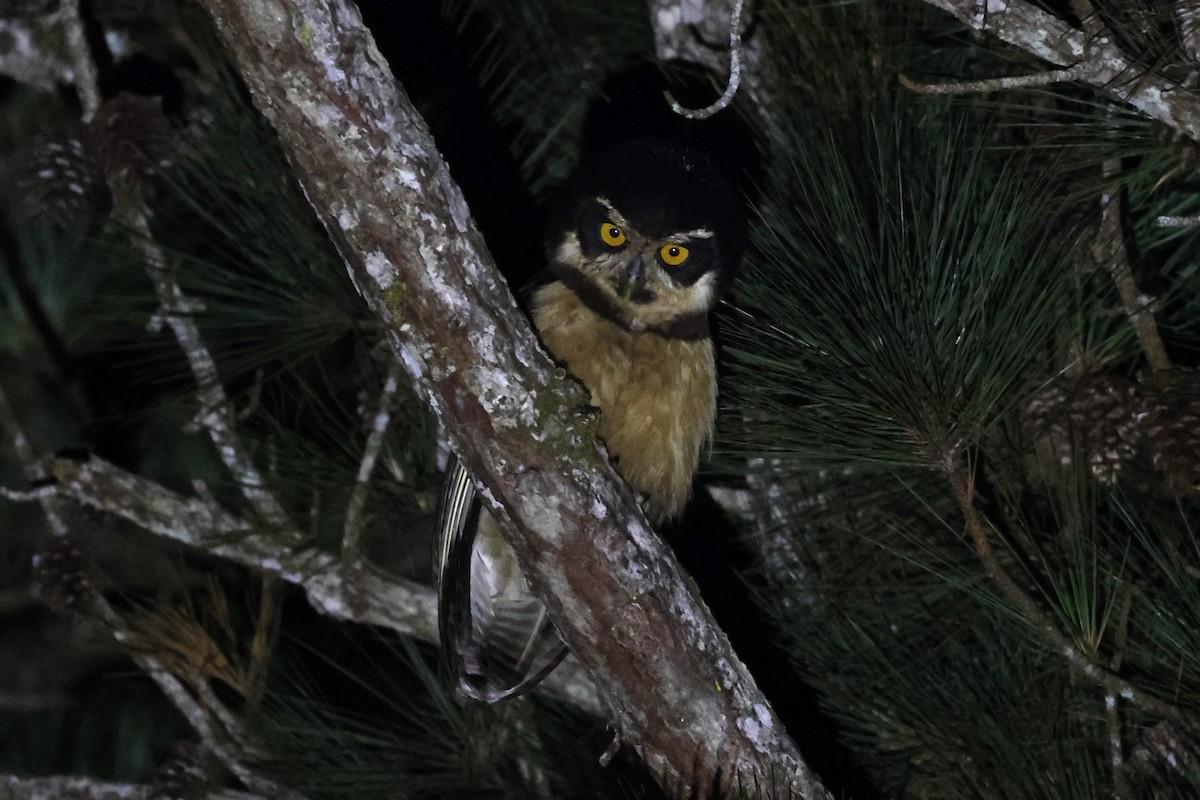 Spectacled Owl - ML611970408