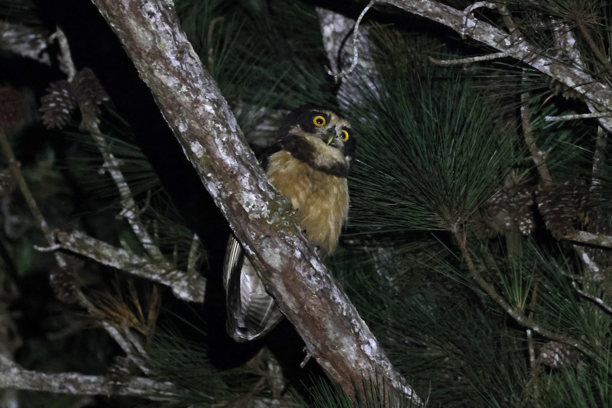 Spectacled Owl - ML611970411