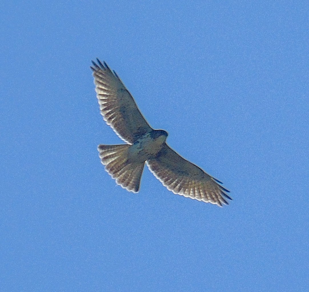 White-throated Hawk - ML611970421