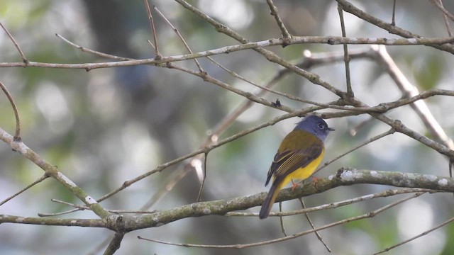 Gray-headed Canary-Flycatcher - ML611970428