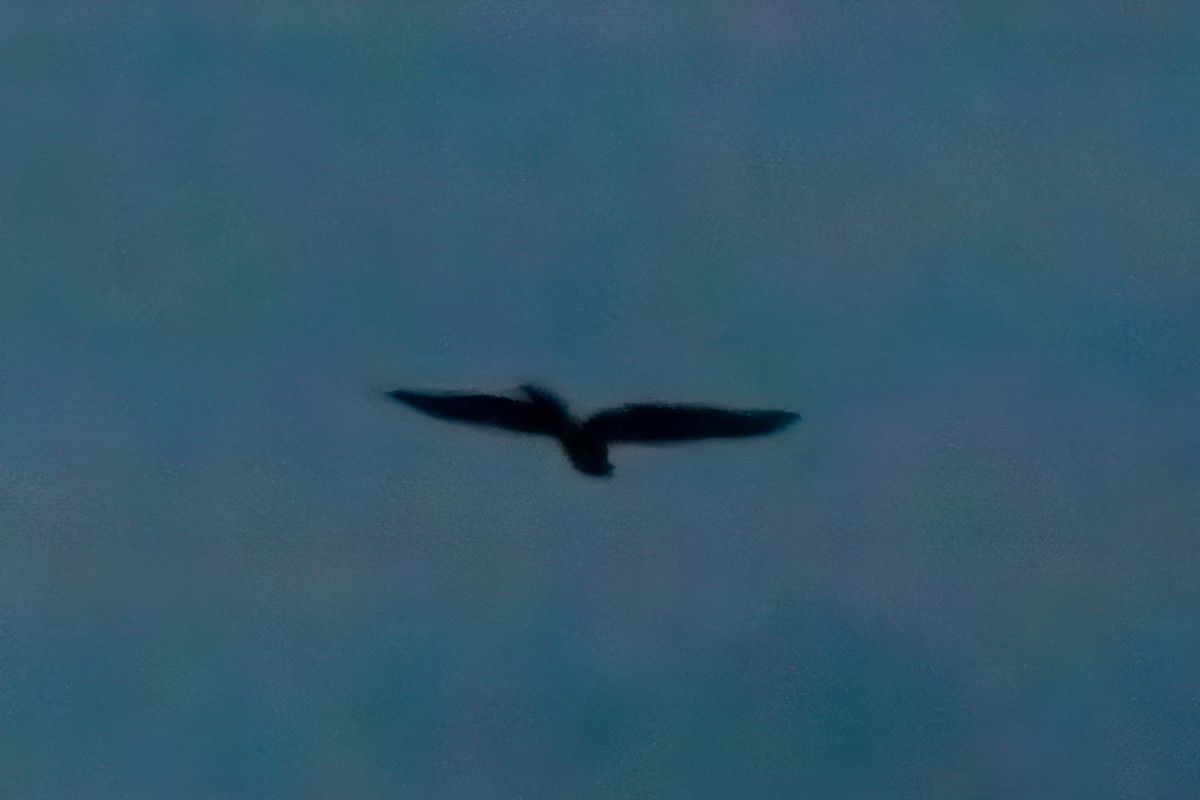 Riesennachtschwalbe - ML611970440