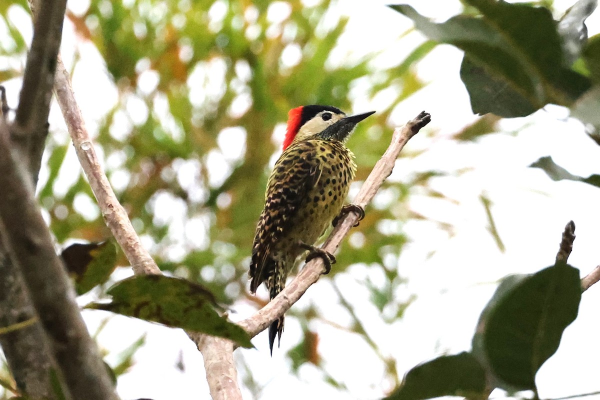 Green-barred Woodpecker - ML611970448