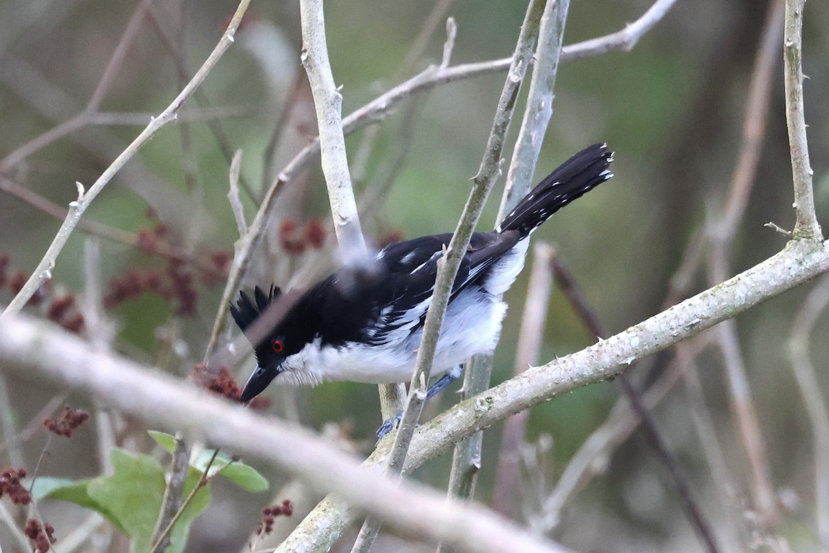 Great Antshrike - ML611970455