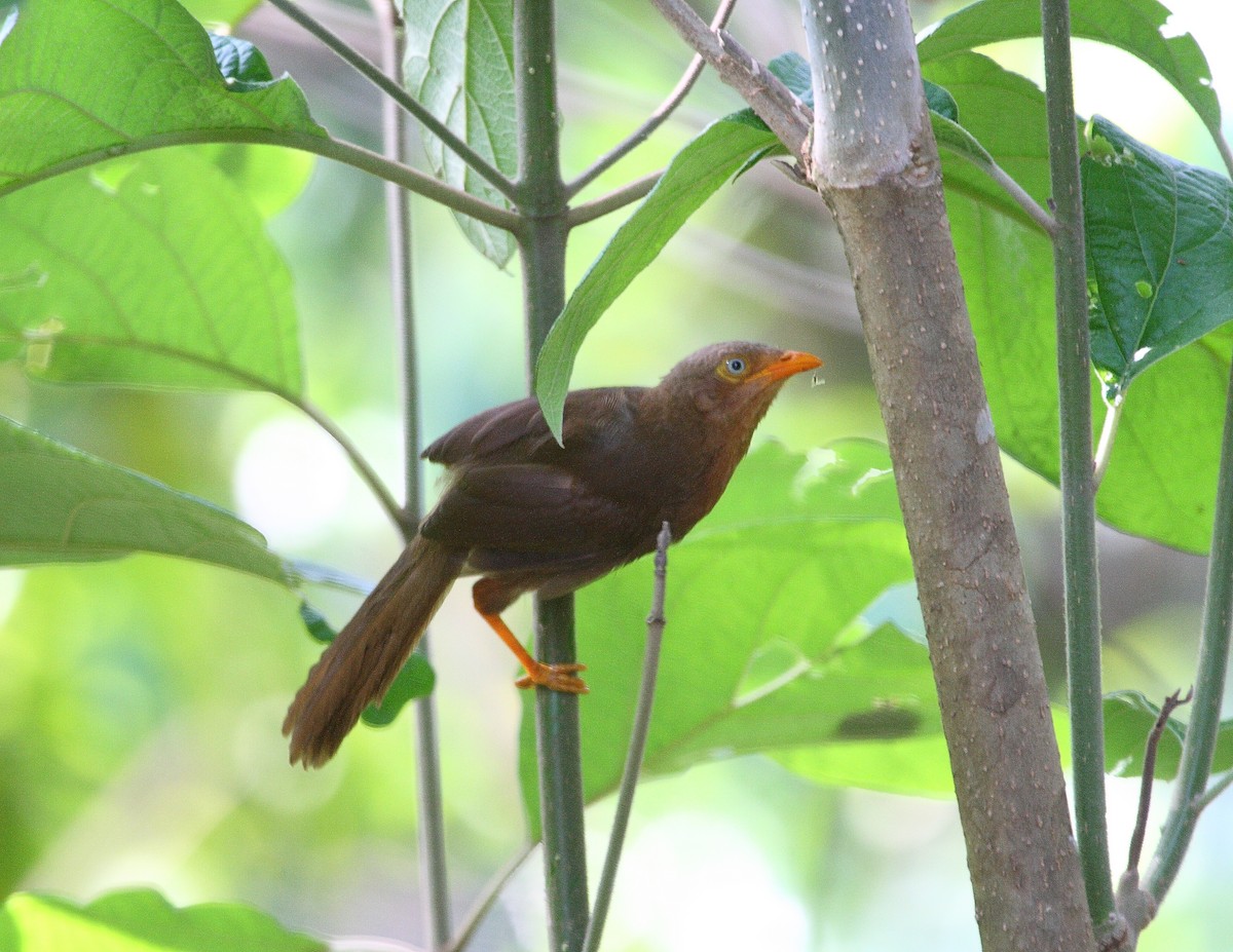 Orange-billed Babbler - ML611970479