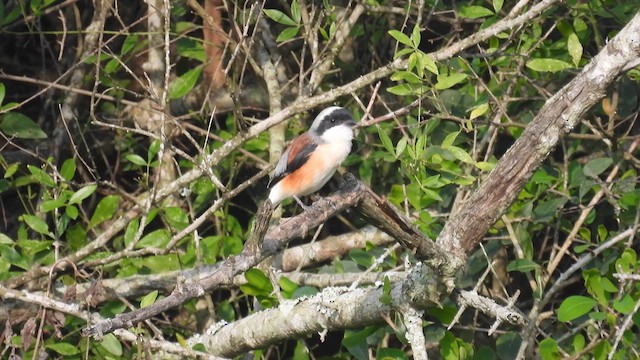 Bay-backed Shrike - ML611970591