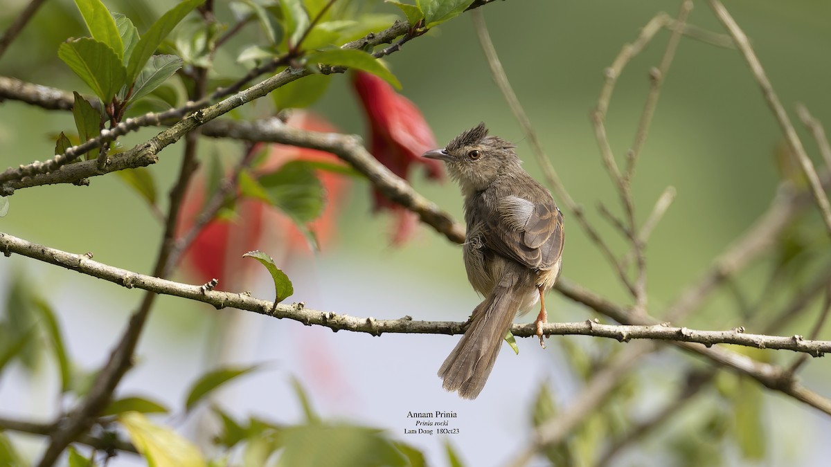 Prinia de Rock - ML611970626