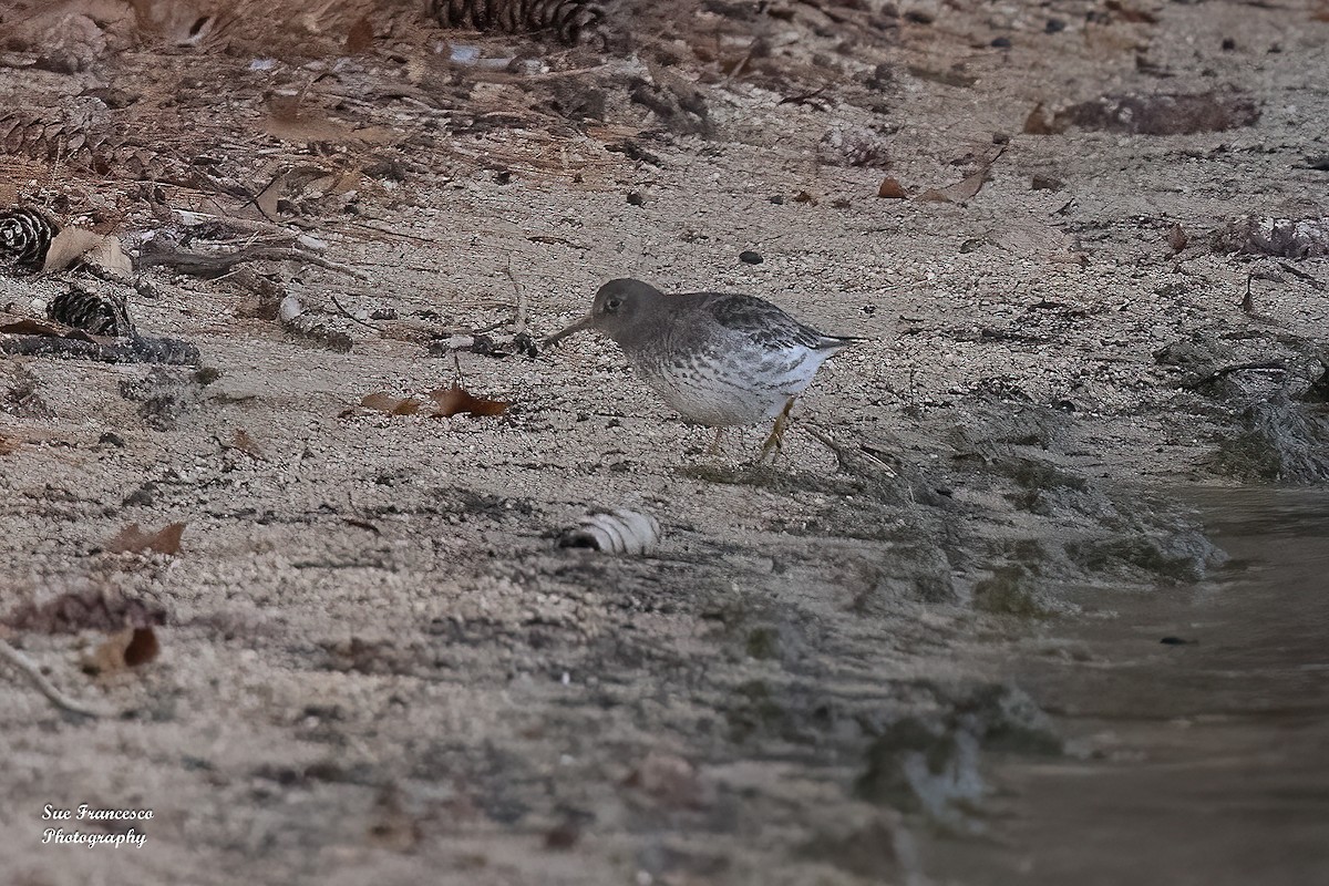 Purple Sandpiper - ML611970722