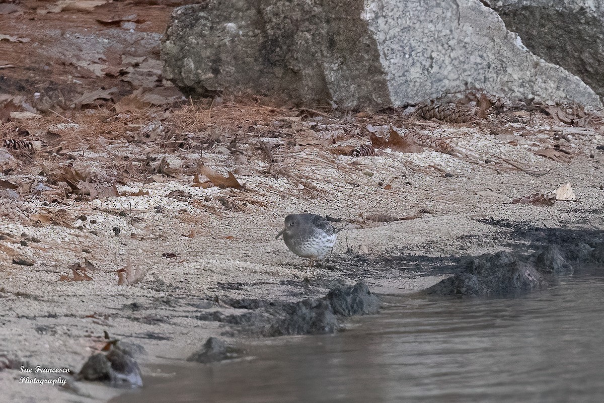 Purple Sandpiper - ML611970731