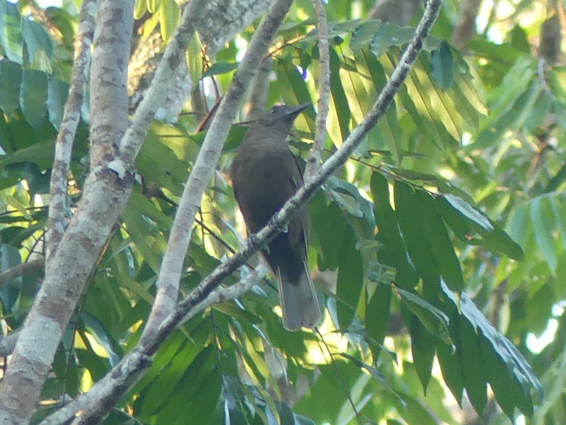 Halmahera Oriole - Peter Yendle