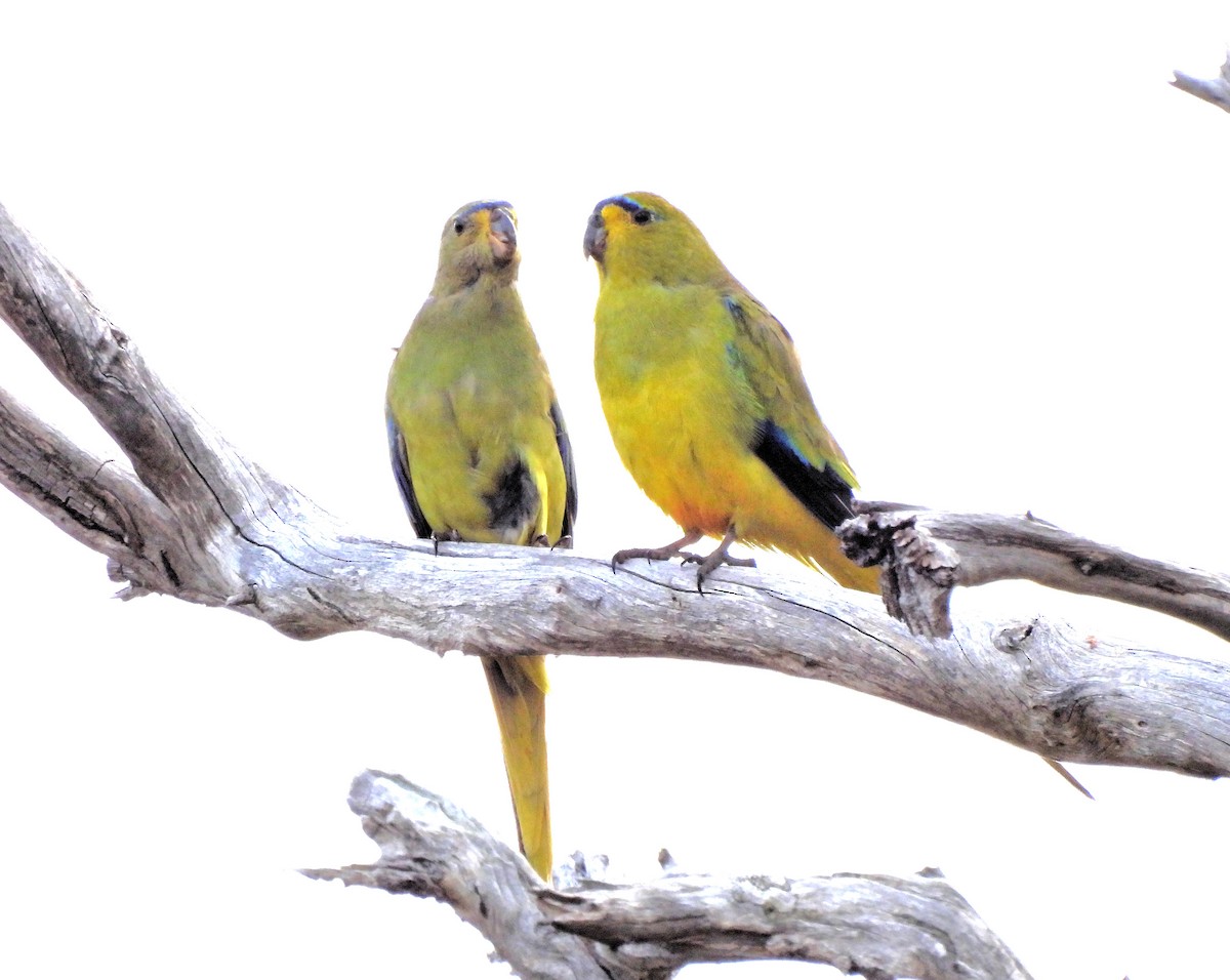 Elegant Parrot - Jennifer (and Scott) Martin