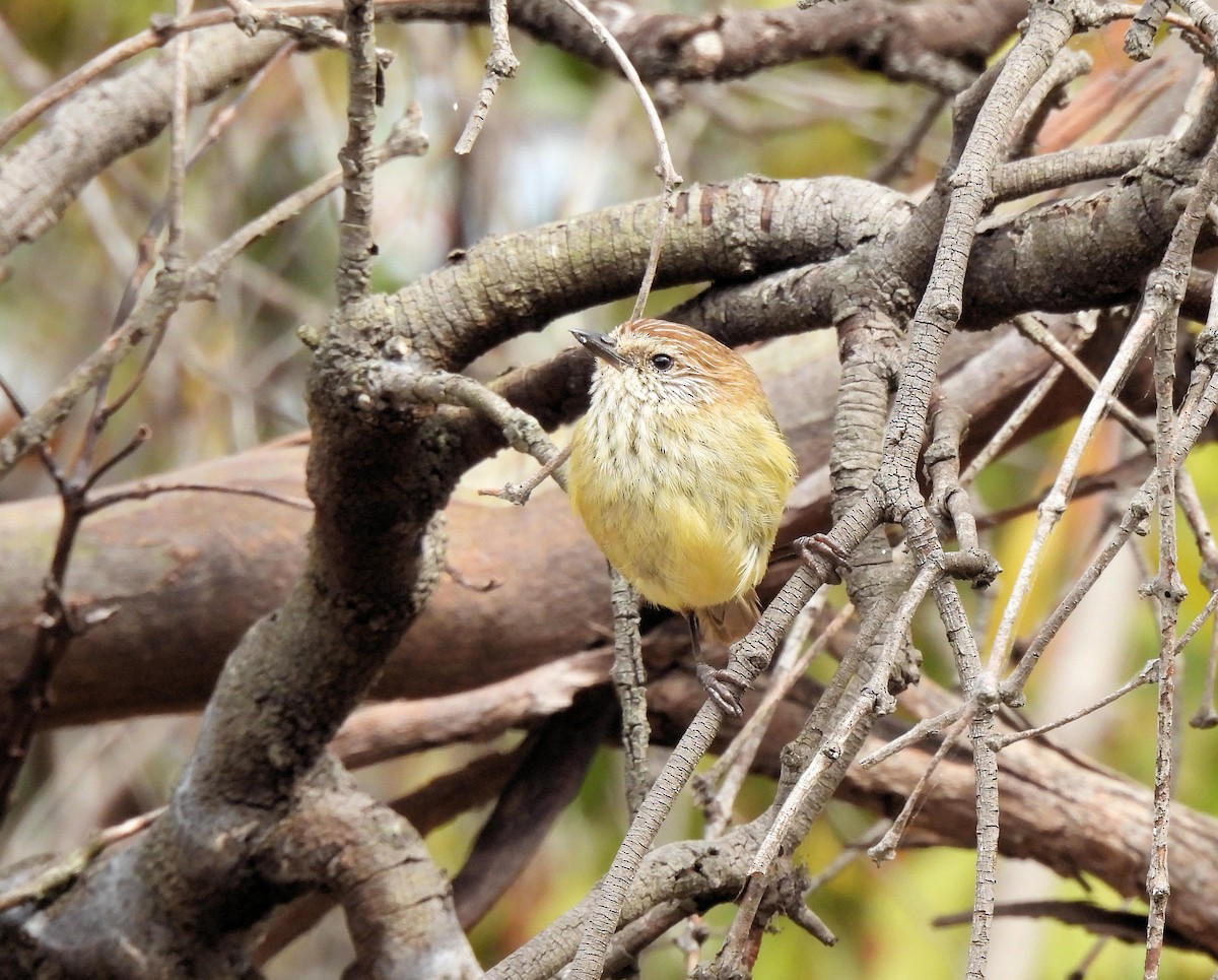 Striated Thornbill - Jennifer (and Scott) Martin