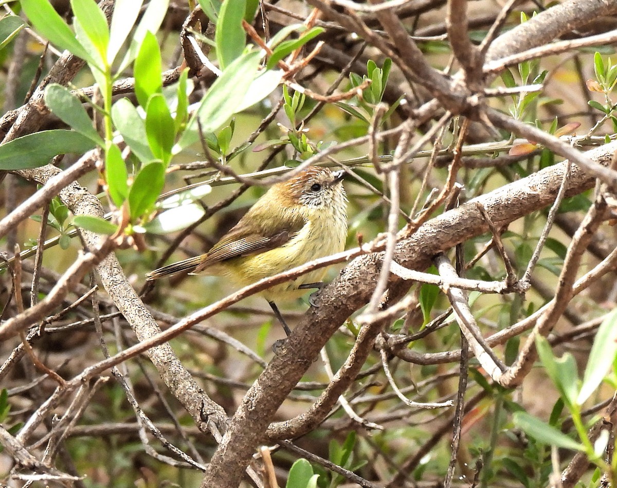 Striated Thornbill - Jennifer (and Scott) Martin