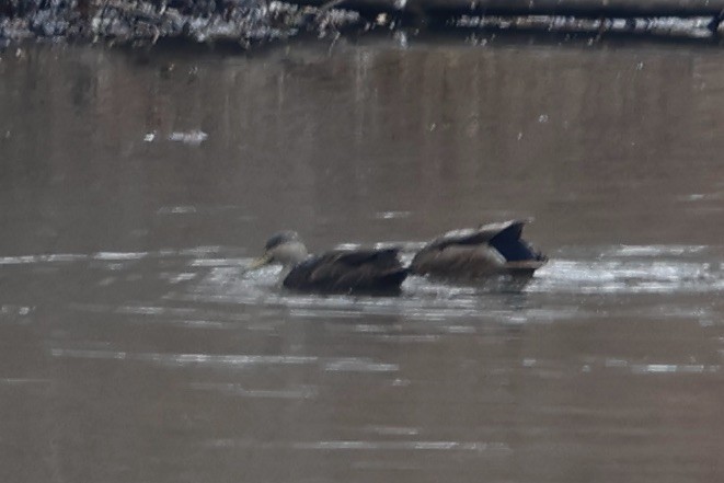 American Black Duck - Daniel Morton