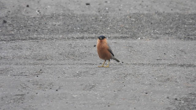 Brahminy Starling - ML611970887