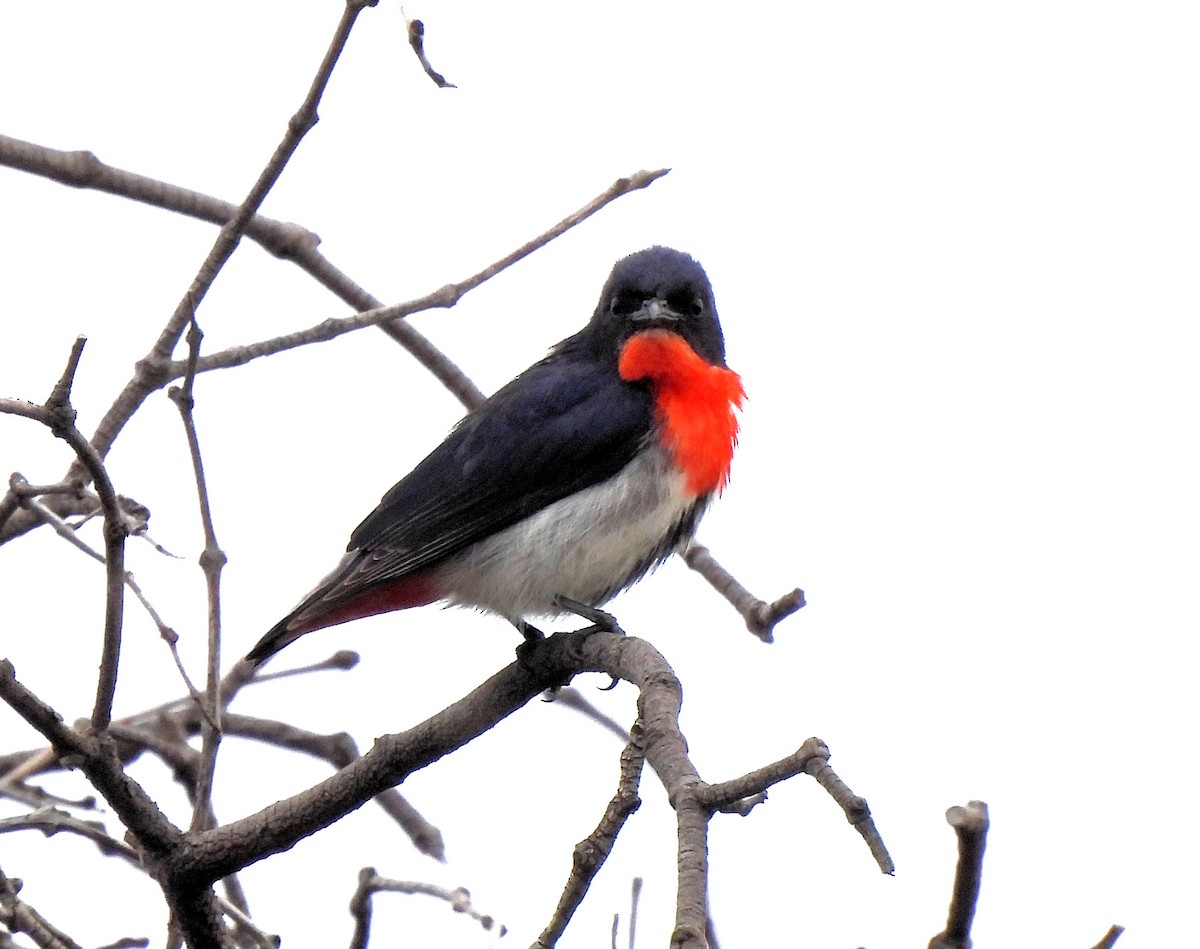 Mistletoebird - Jennifer (and Scott) Martin