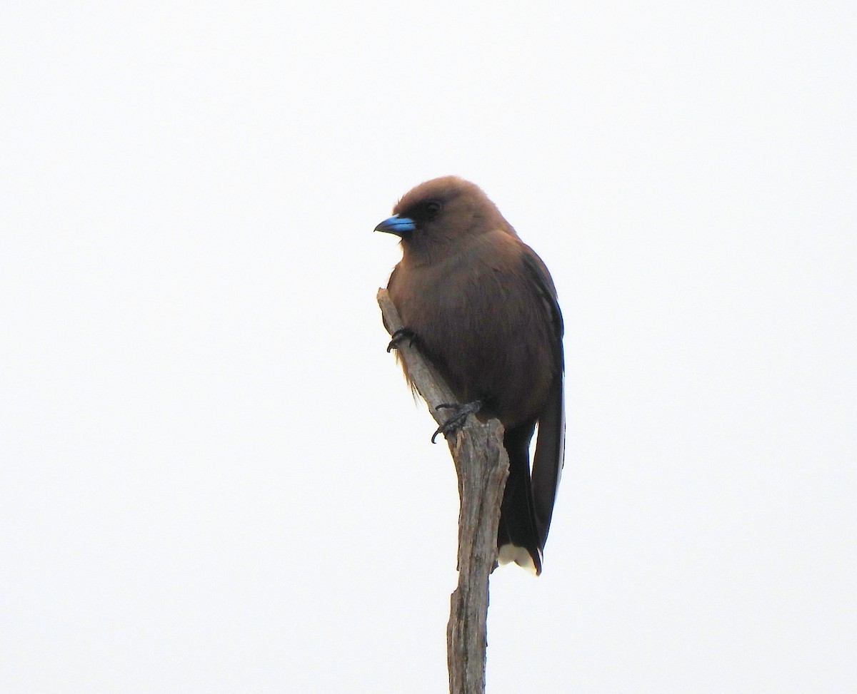 Dusky Woodswallow - Jennifer (and Scott) Martin