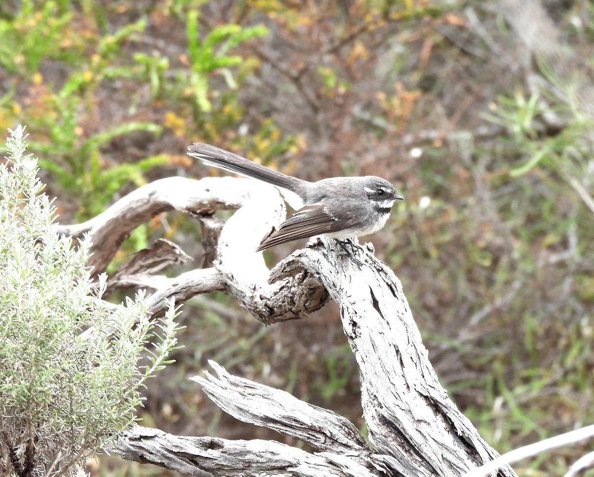 Gray Fantail - Jennifer (and Scott) Martin