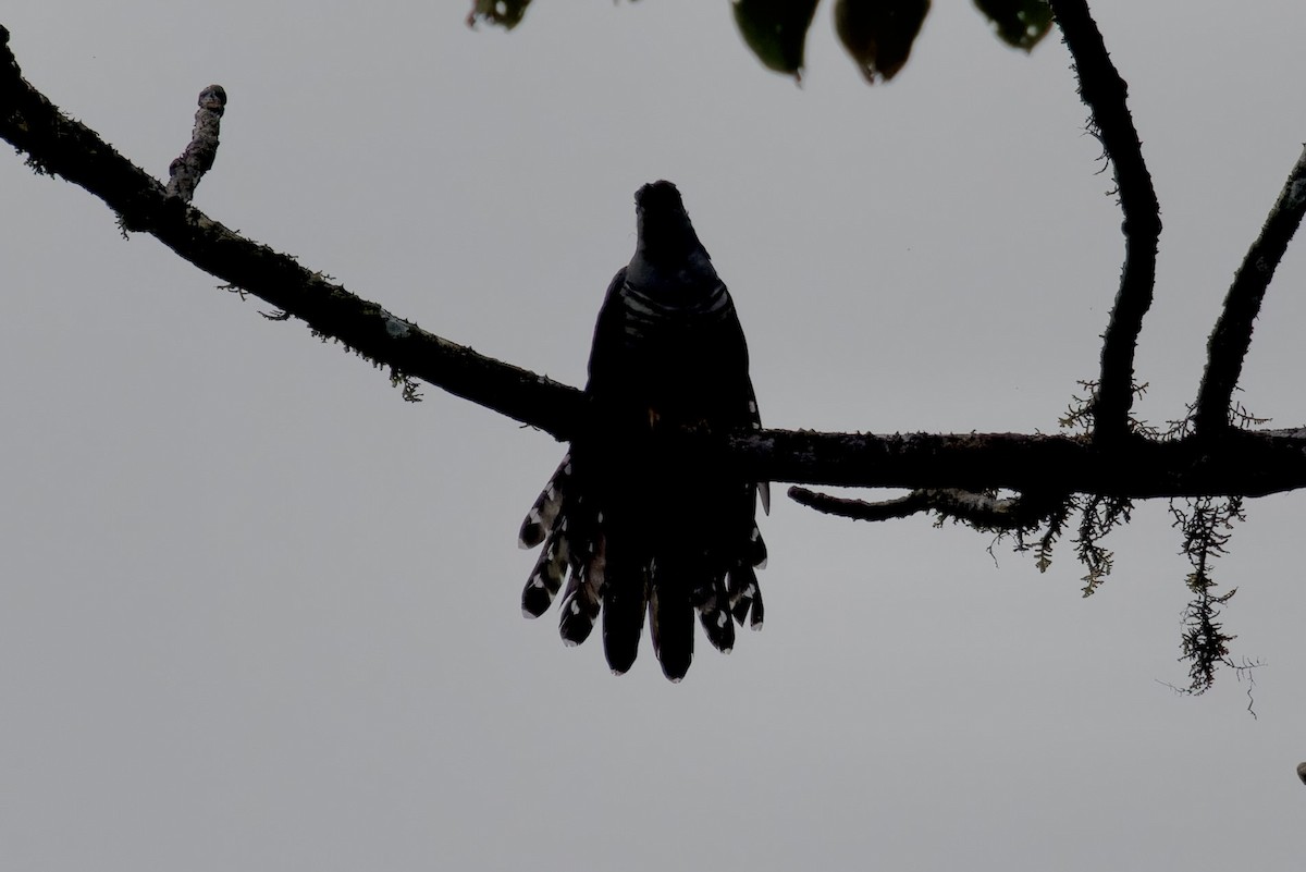 Indian Cuckoo - ML611970949