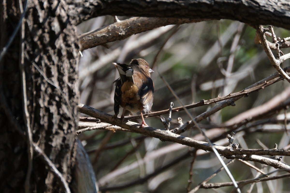 Eastern Towhee - ML611970992