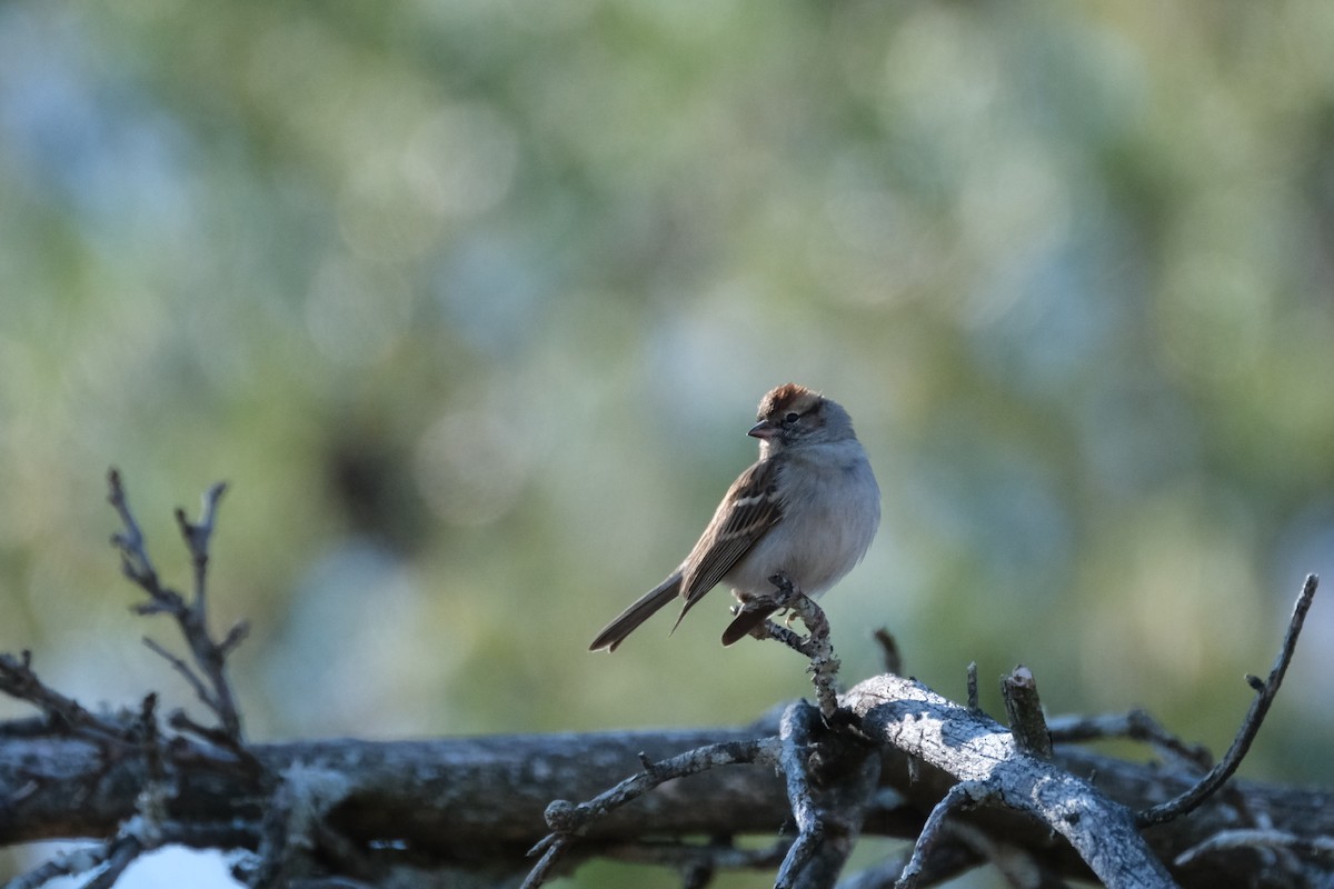 Chipping Sparrow - ML611970998