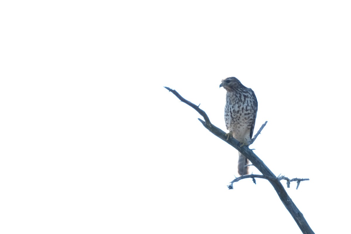 Red-shouldered Hawk - ML611971000