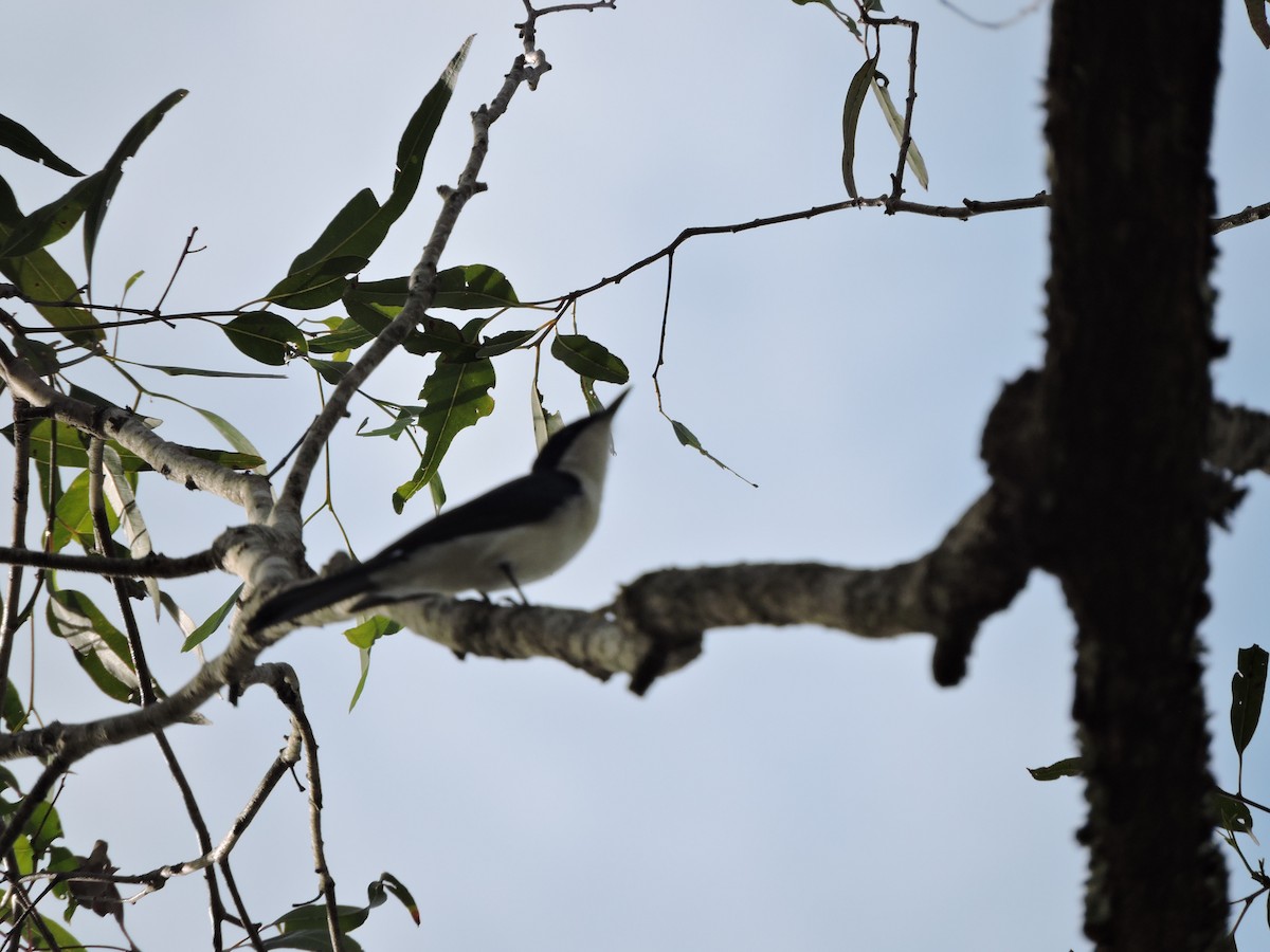 Restless Flycatcher - ML61197101