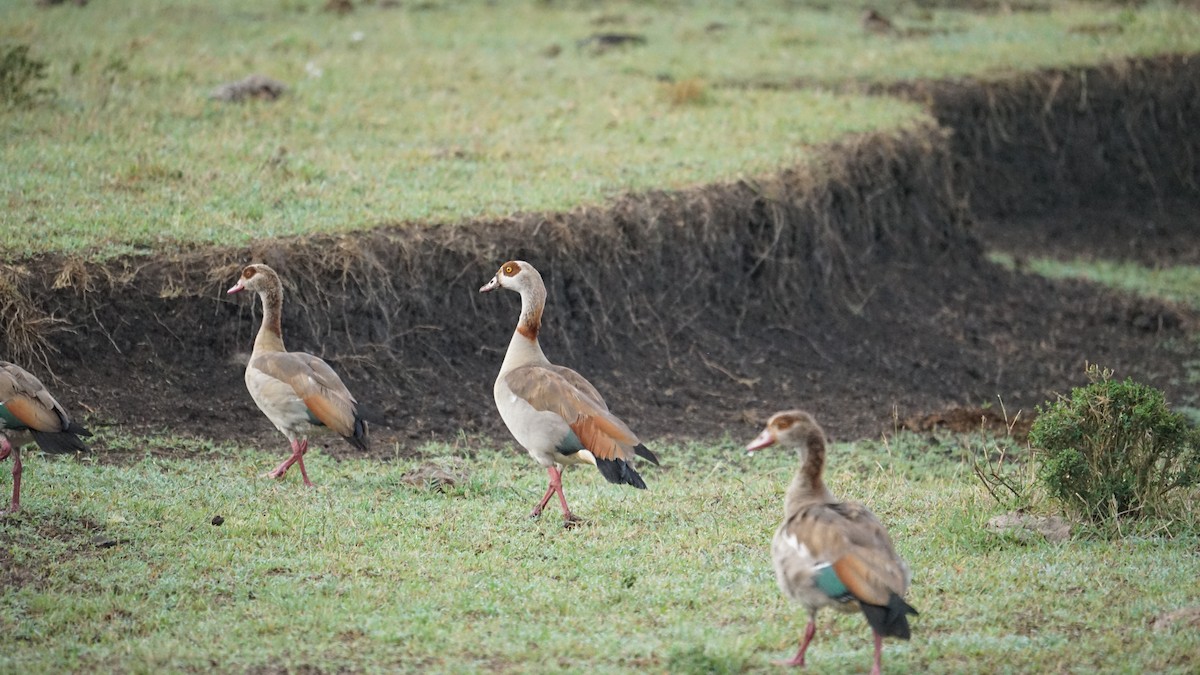 Egyptian Goose - ML611971010