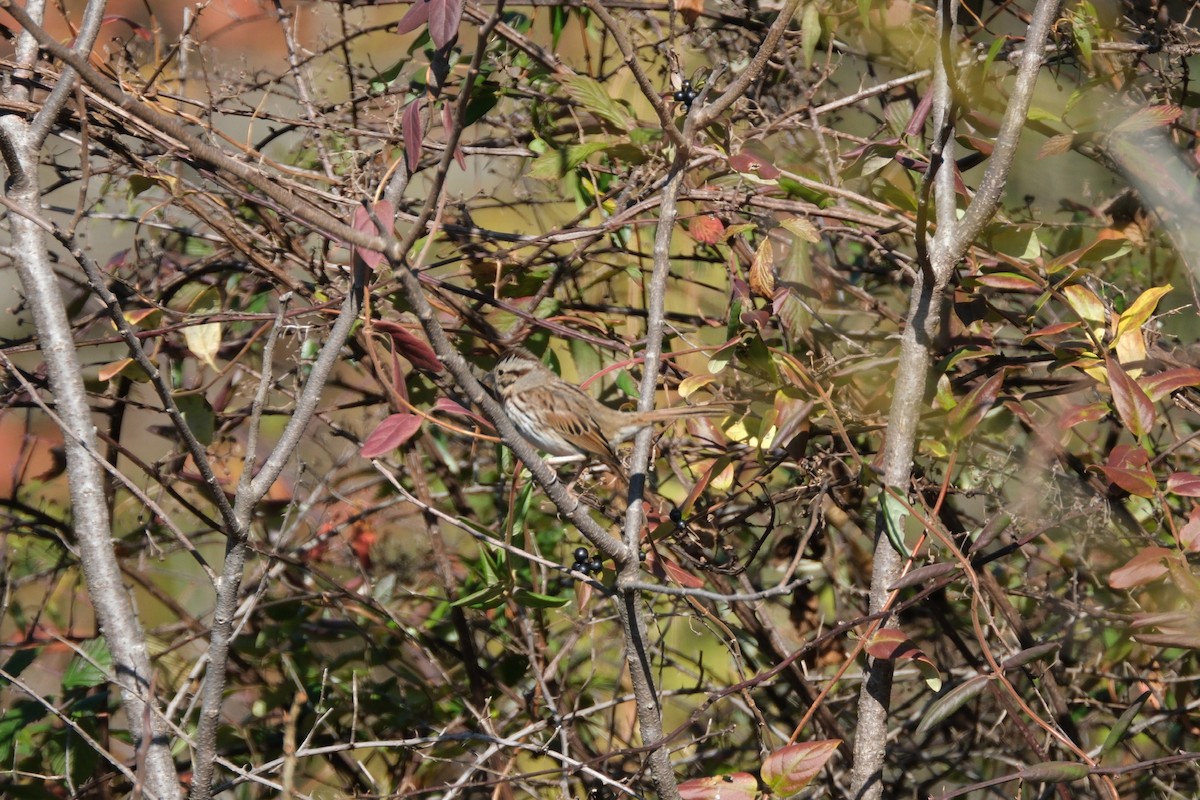 Swamp Sparrow - Todd DeVore