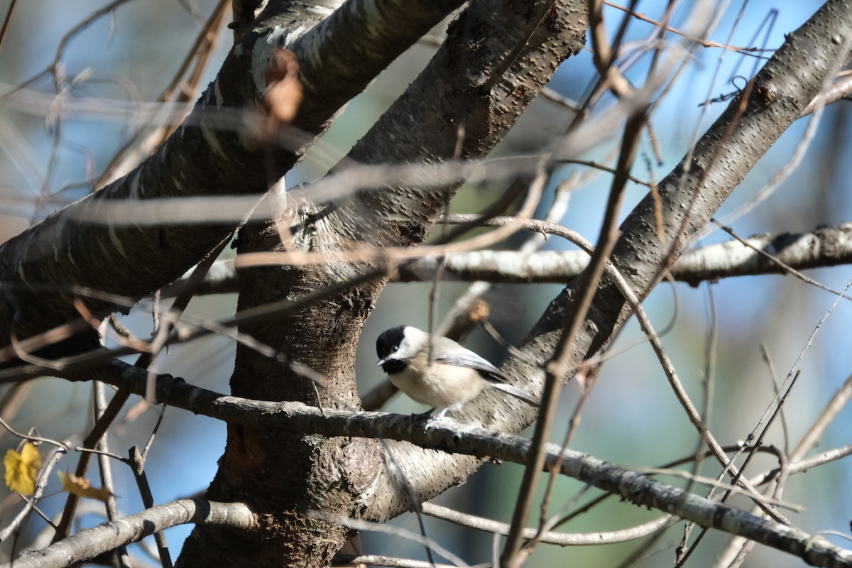 カロライナコガラ - ML611971023