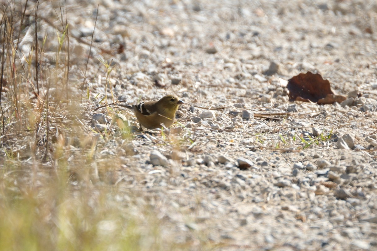 American Goldfinch - ML611971028