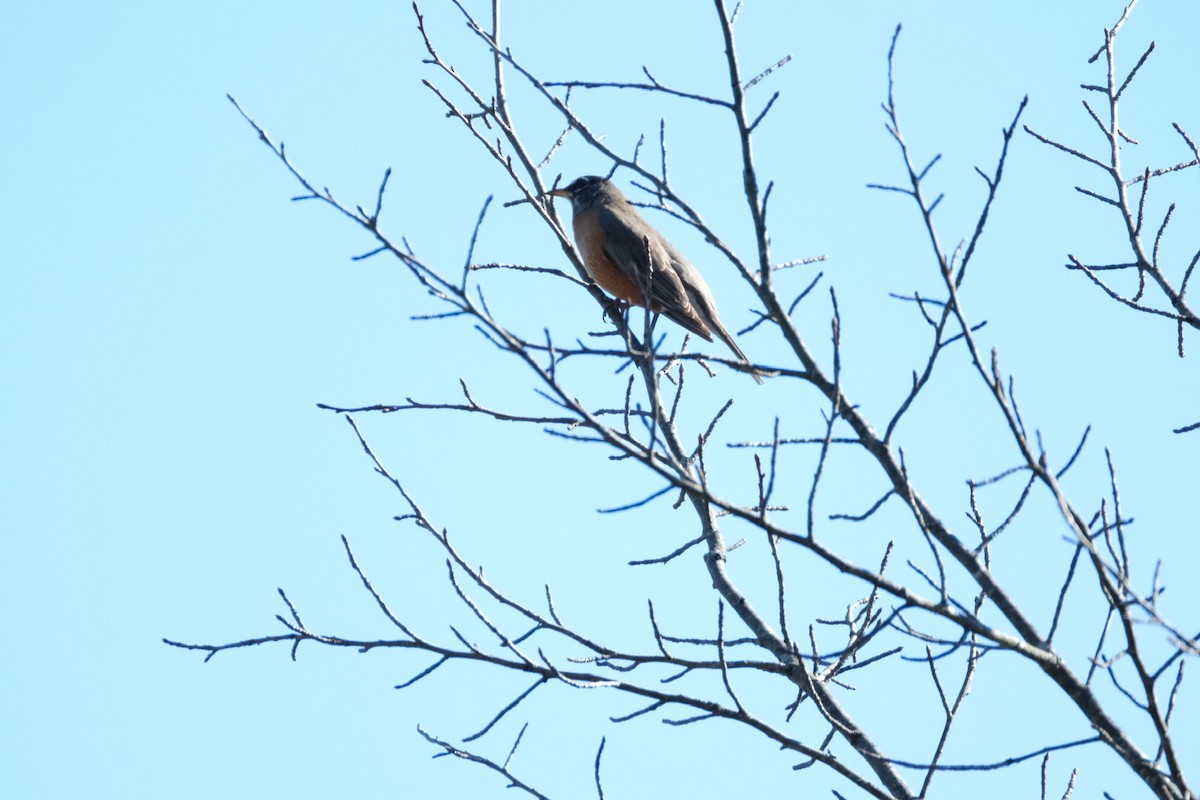 American Robin - ML611971029