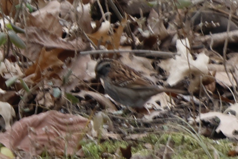 White-throated Sparrow - Daniel Morton