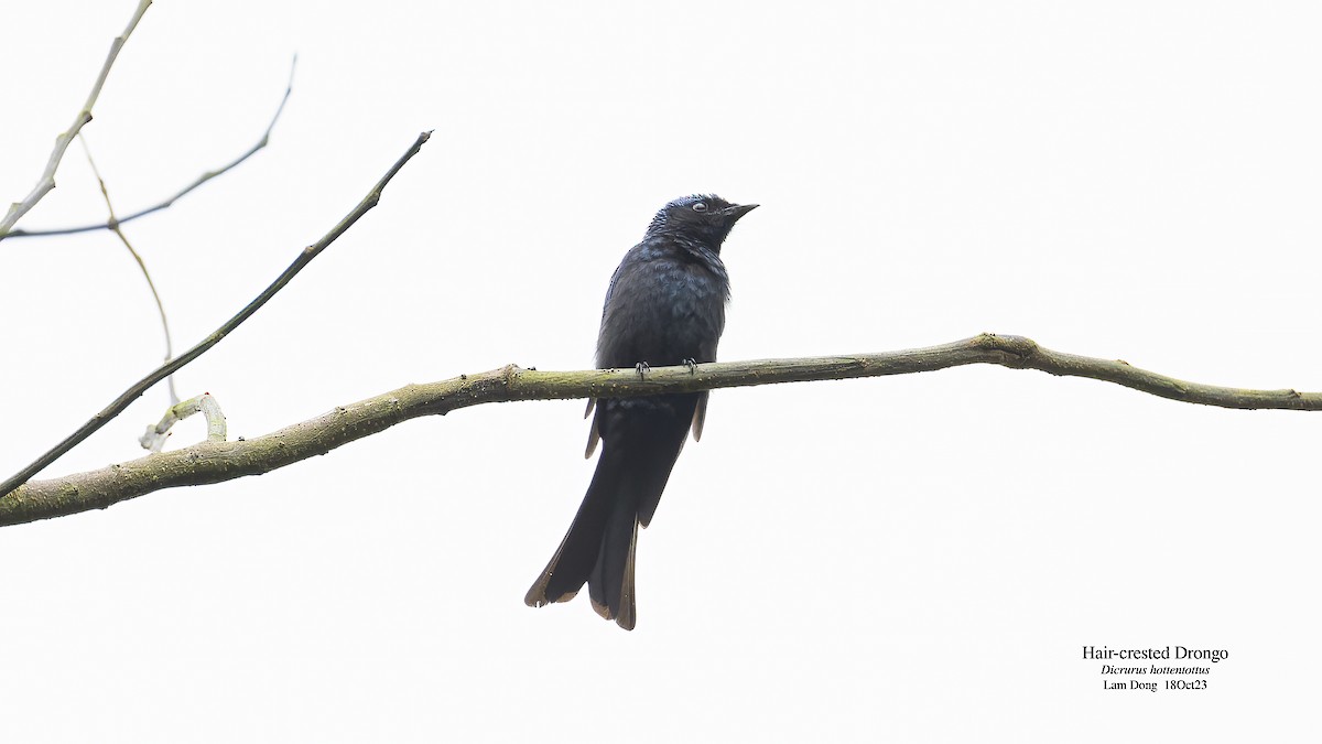 Hair-crested Drongo - ML611971080