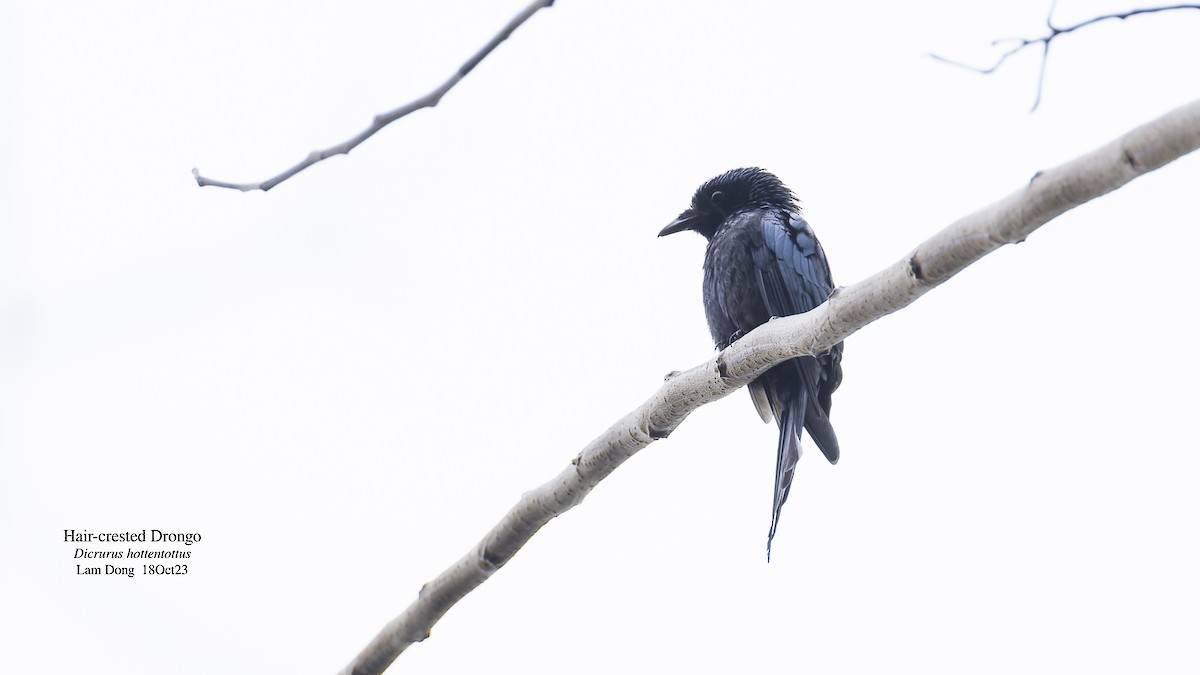 Hair-crested Drongo - ML611971081