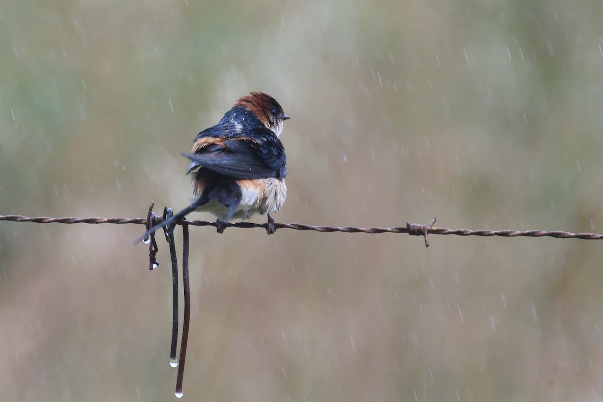 Greater Striped Swallow - ML611971142