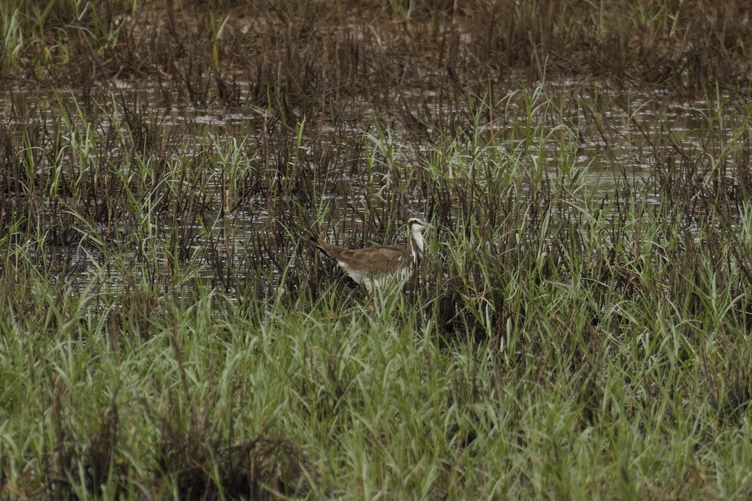 Jacana à longue queue - ML611971174