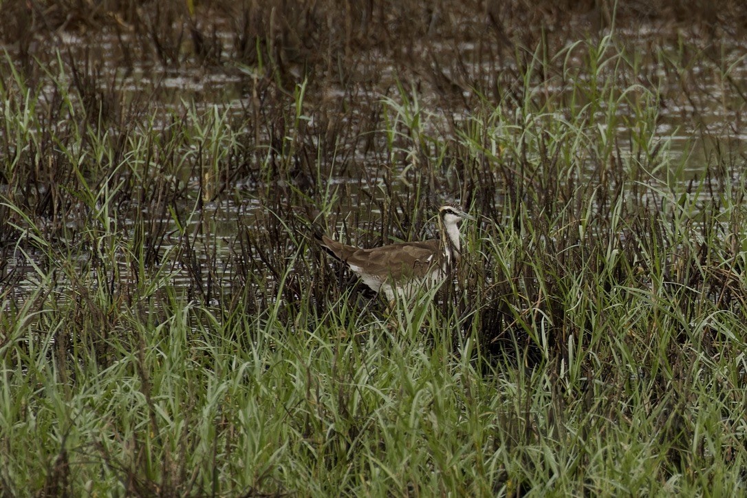 Jacana à longue queue - ML611971175