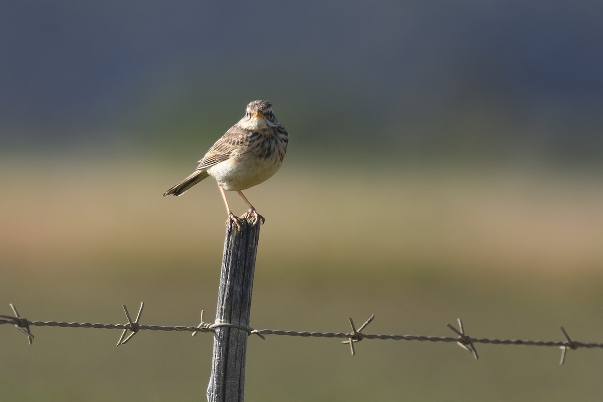 African Pipit - ML611971190