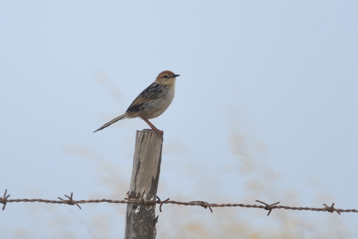 Levaillant's Cisticola - ML611971233