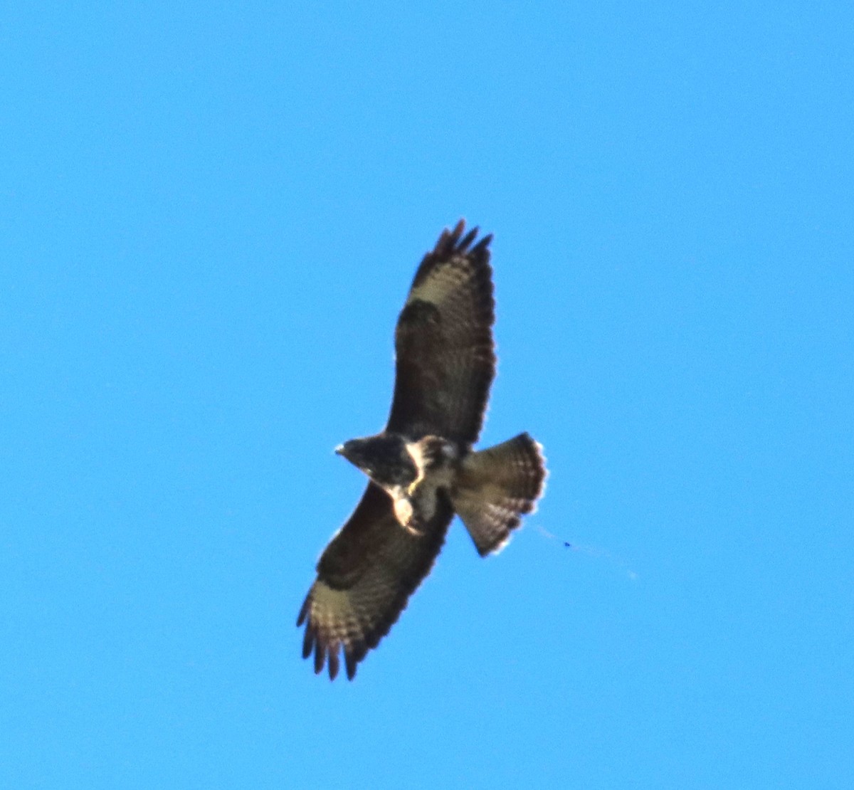 Common Buzzard - ML611971297