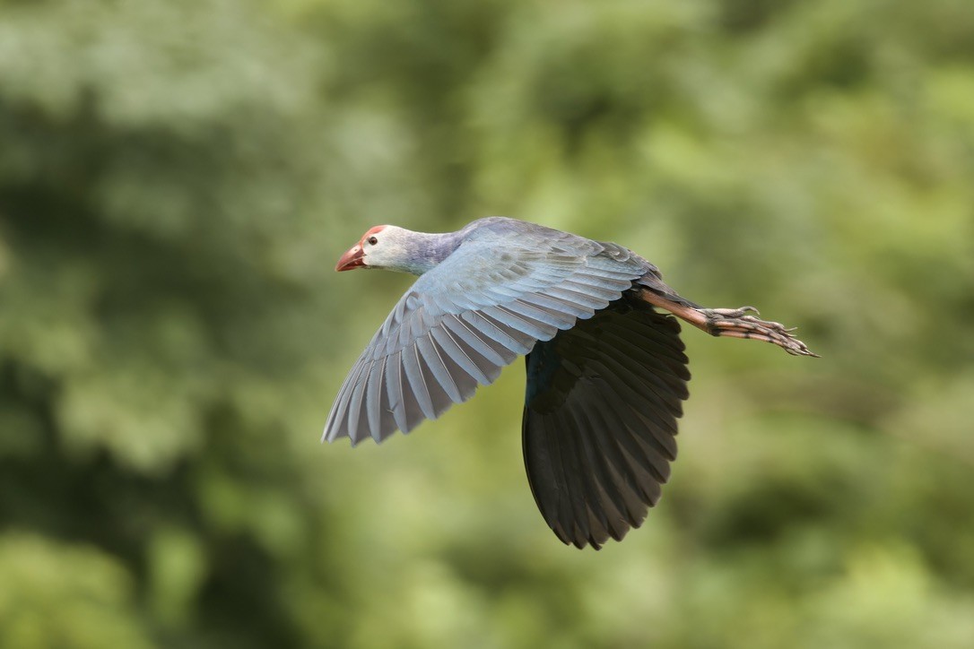 Gray-headed Swamphen - ML611971298