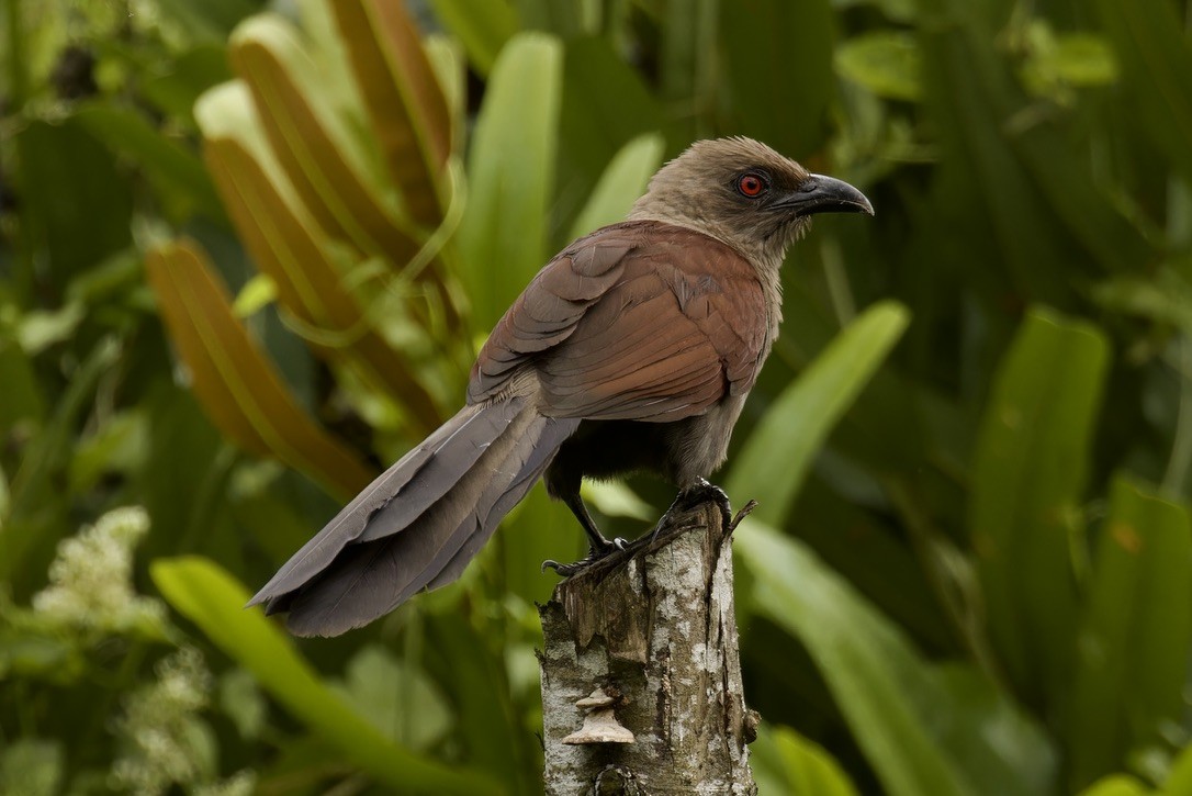 Coucal des Andaman - ML611971319