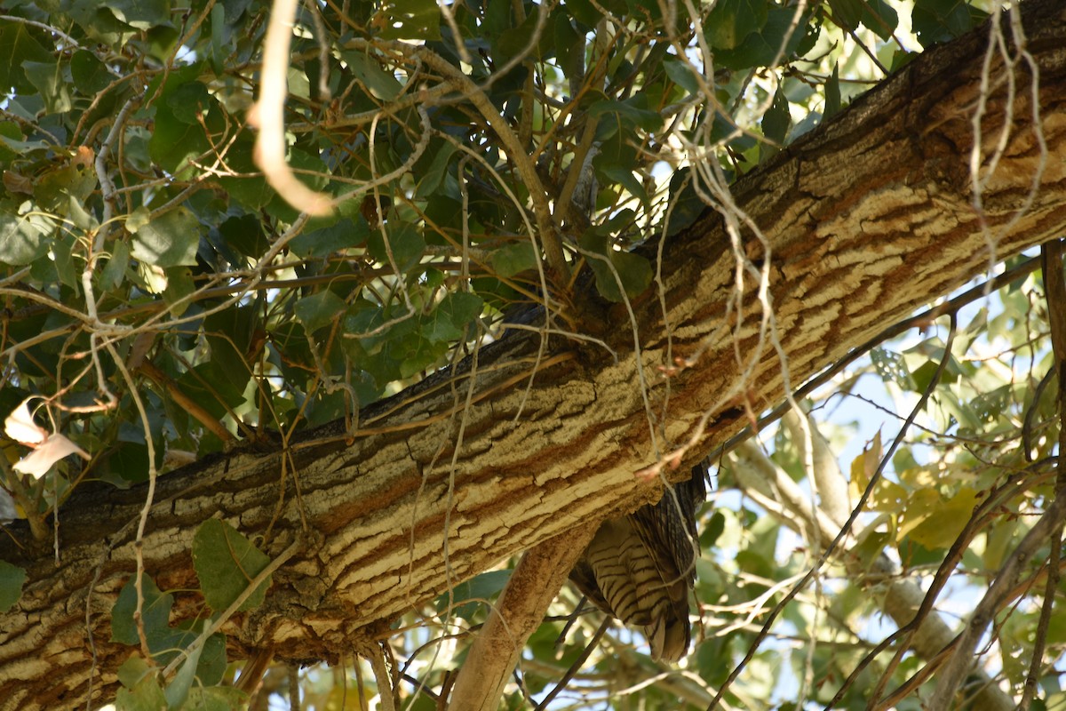 Great Horned Owl - Jacklyn Anderson