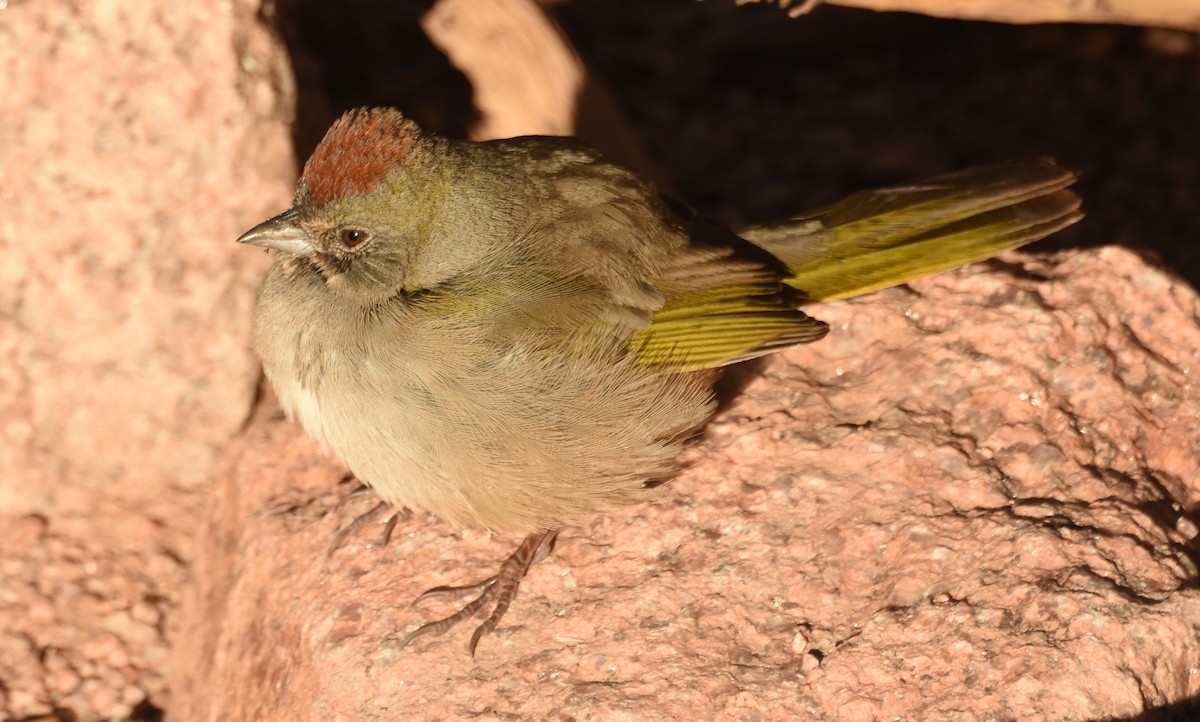 Green-tailed Towhee - Jacklyn Anderson